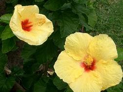 Hawaii Oahu Honolulu Limousine Sedan Charter