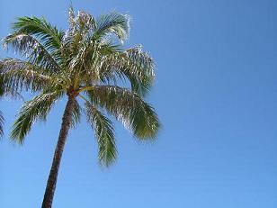 Honolulu Airport Transfer